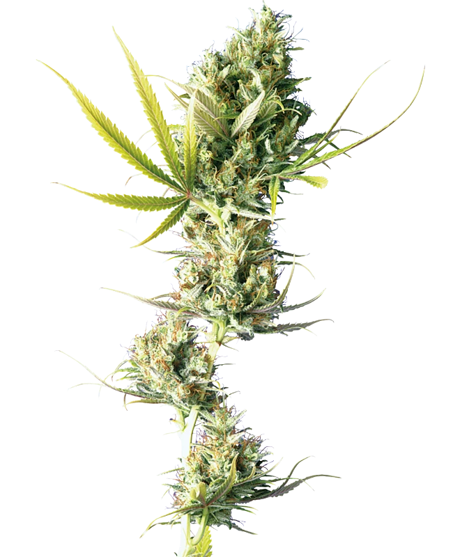 Durban - MirageSeedsSensi SeedsDurbanCannabissamen