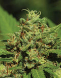 Emerald Fire OG - MirageSeedsHumboldt SeedsEmerald Fire OGCannabissamen