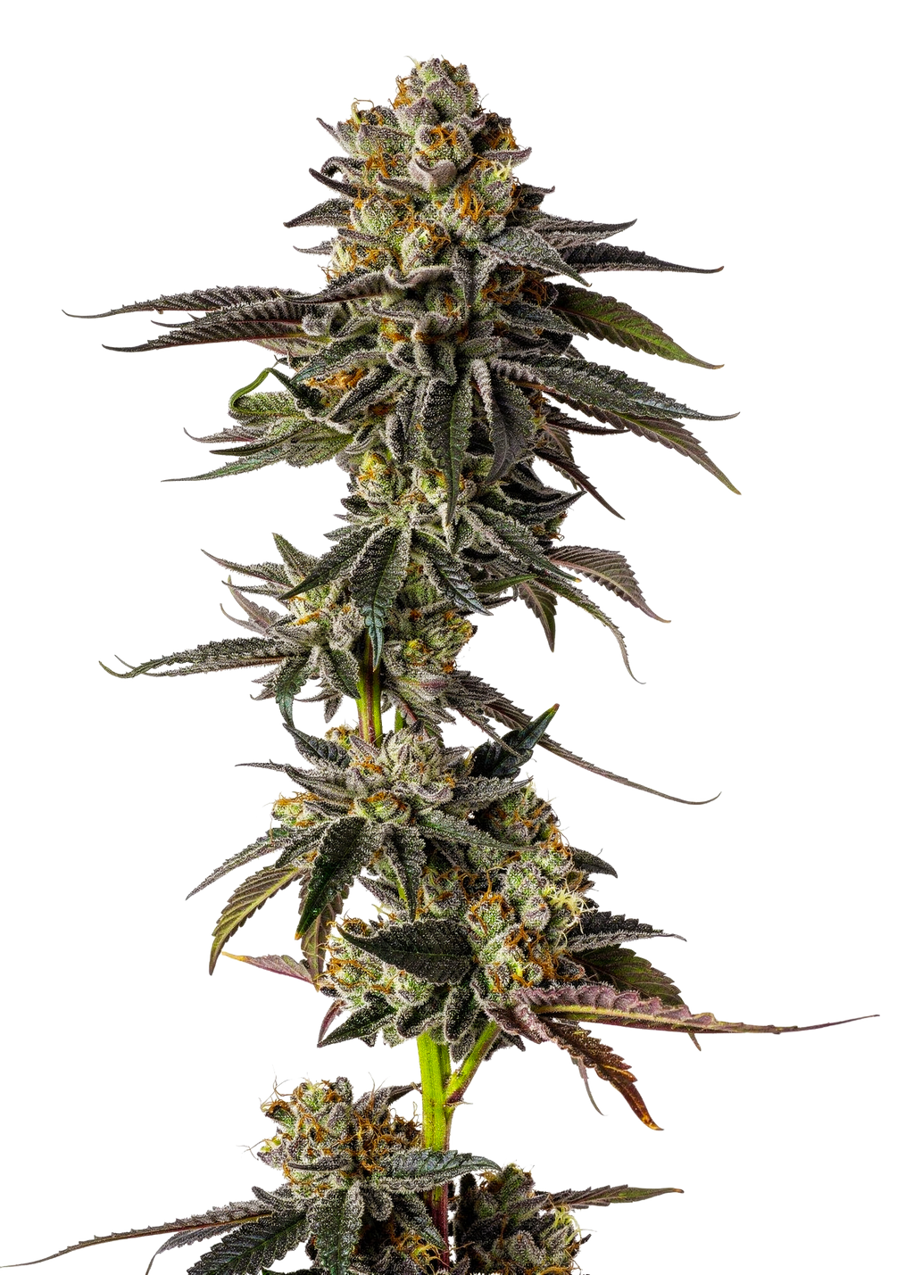 Toad Venum Auto - Growers Choice