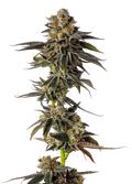 Toad Venum Auto - Growers Choice
