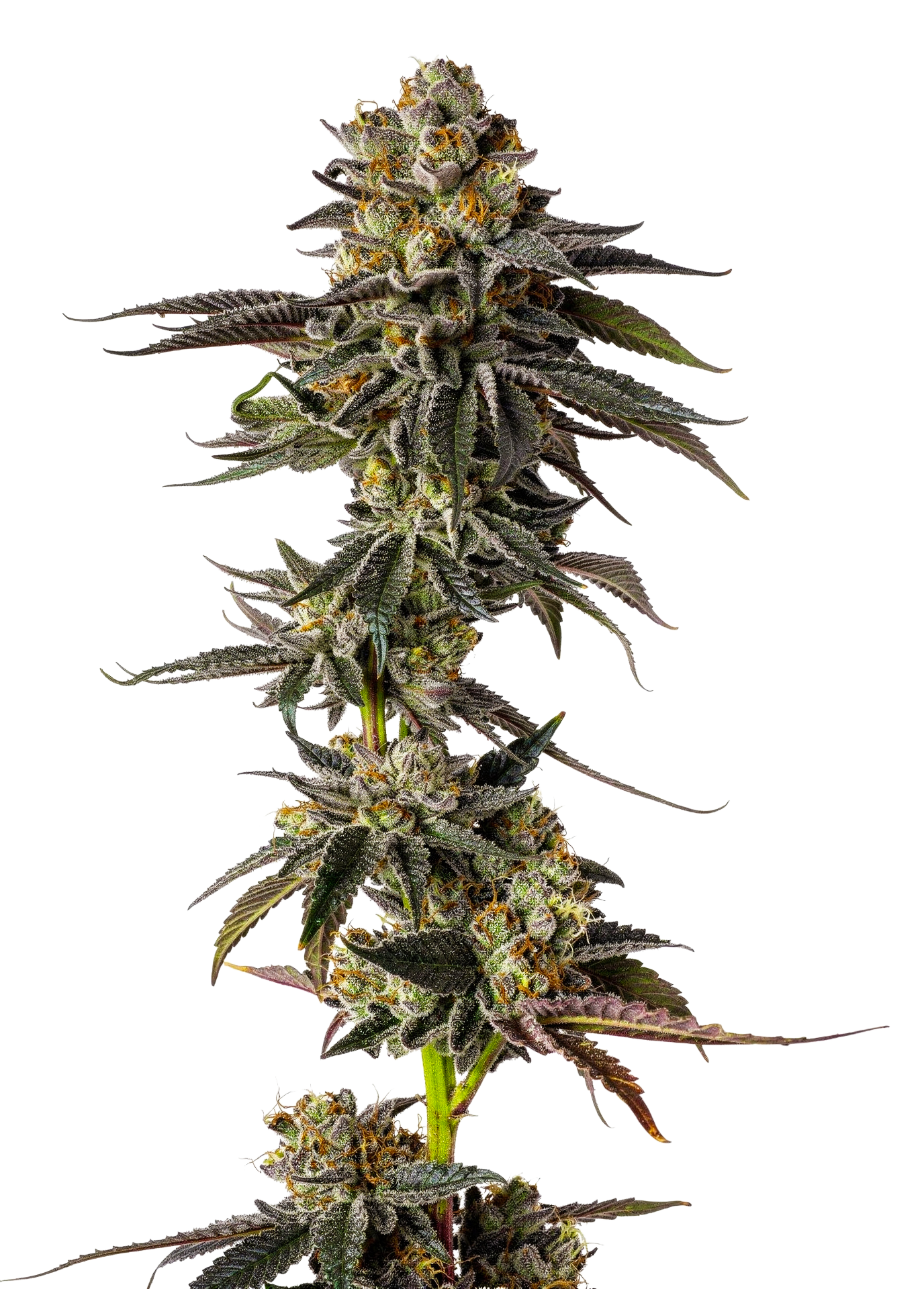 Toad Venum Auto - Growers Choice