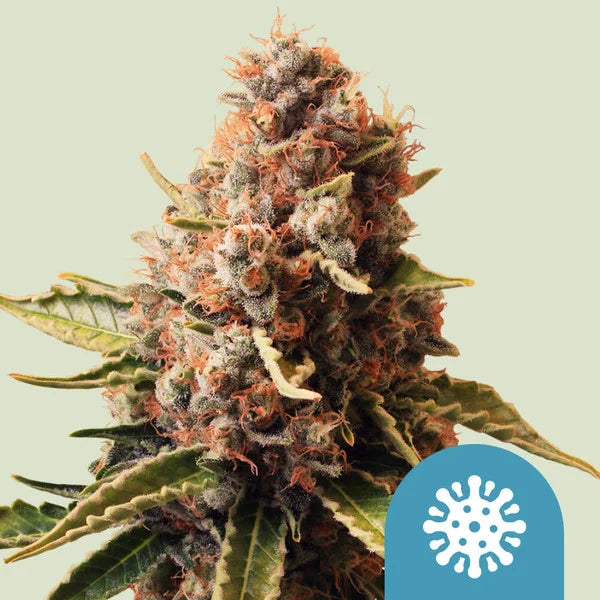Euphoria (high CBD) - Royal Queen Seeds