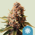 Euphoria (high CBD) - Royal Queen Seeds