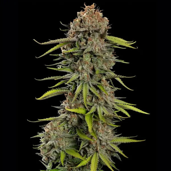 Euphoria (high CBD) - Royal Queen Seeds