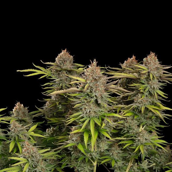 Euphoria (high CBD) - Royal Queen Seeds
