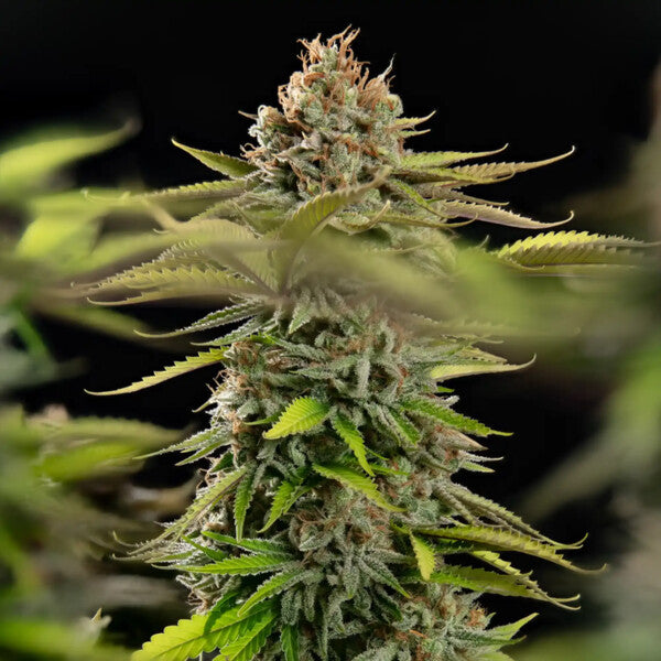 Euphoria (high CBD) - Royal Queen Seeds