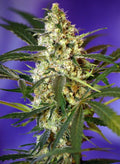 Fast Bud Auto - MirageSeedsSweet SeedsFast Bud AutoCannabissamen