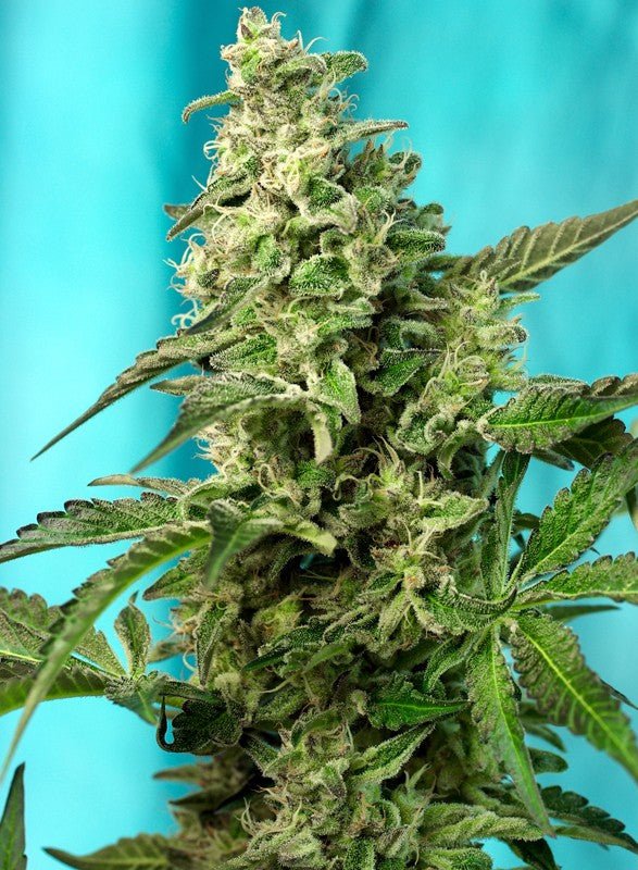 Green Poison F1 Fast Version - MirageSeedsSweet SeedsGreen Poison F1 Fast VersionCannabissamen