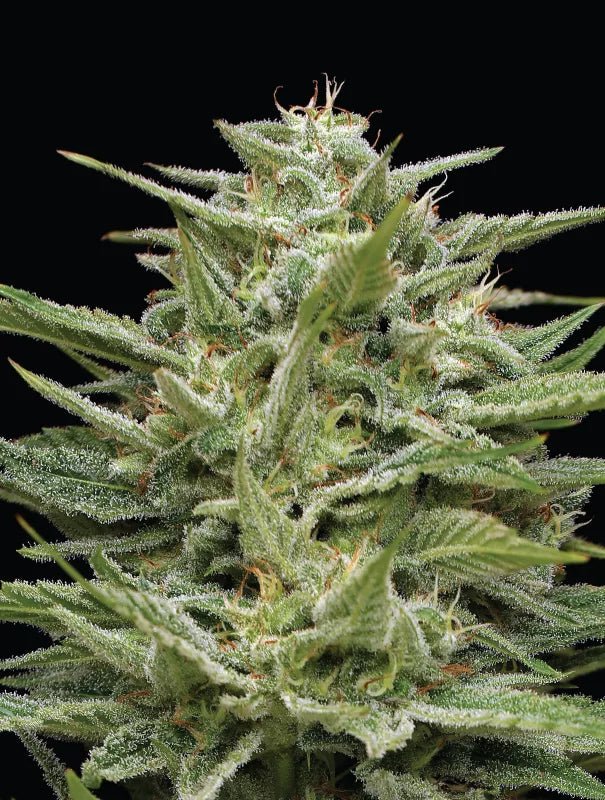 Hella Jelly - MirageSeedsHumboldt SeedsHella JellyCannabissamen