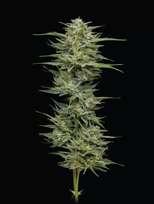 Hella Jelly - MirageSeedsHumboldt SeedsHella JellyCannabissamen