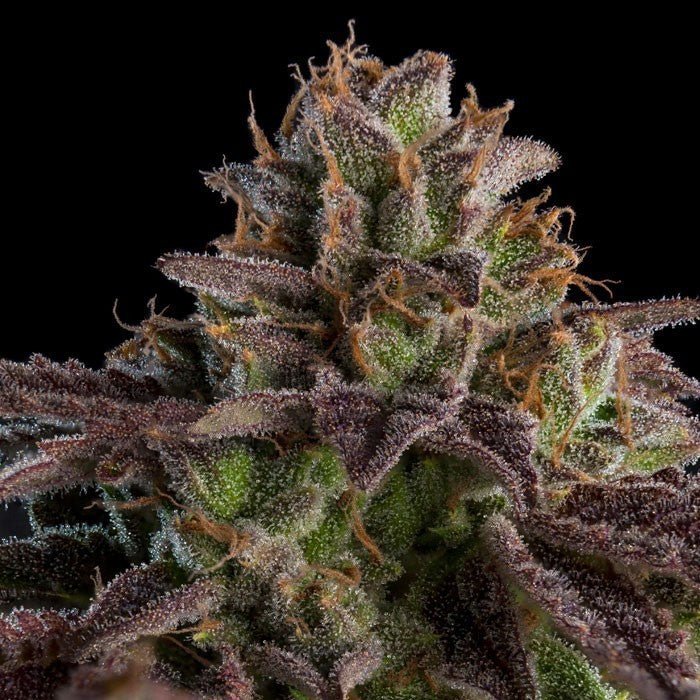 K - Mintz Auto - MirageSeedsRipper SeedsK - Mintz AutoCannabissamen