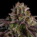 K - Mintz Auto - MirageSeedsRipper SeedsK - Mintz AutoCannabissamen