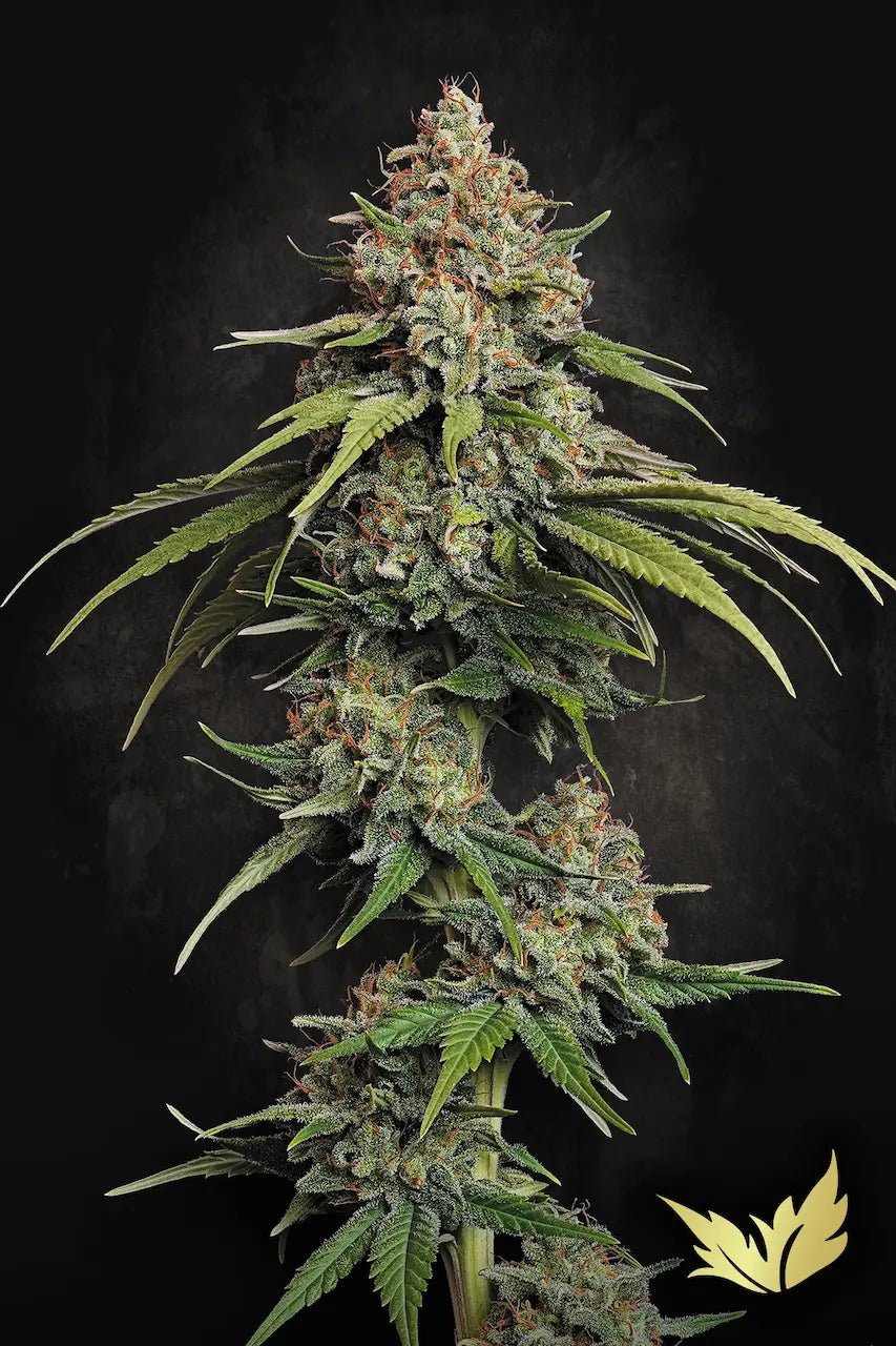 L.A. Amnesia - MirageSeedsParadise SeedsL.A. AmnesiaCannabissamen