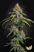L.A. Amnesia - MirageSeedsParadise SeedsL.A. AmnesiaCannabissamen