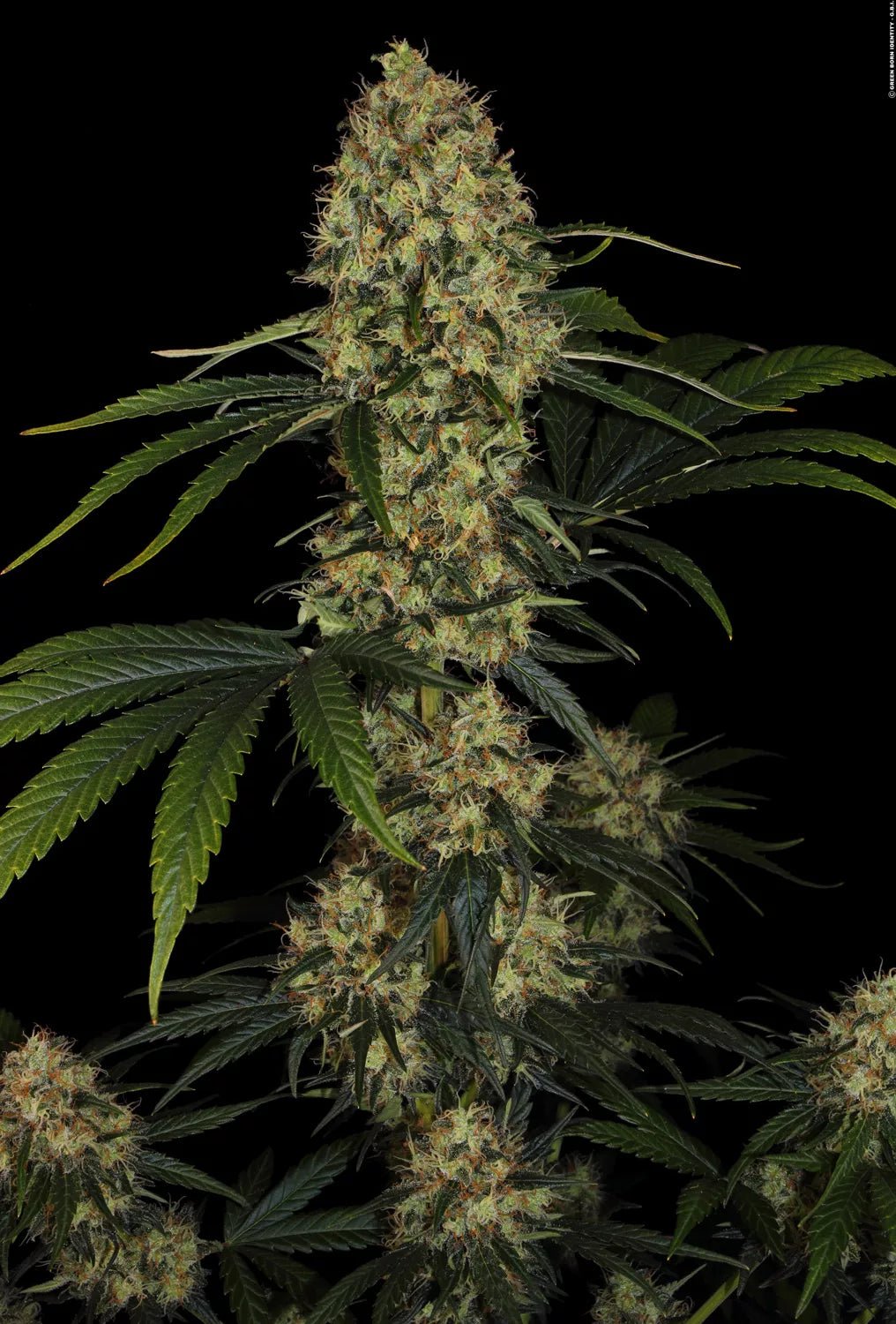 L.A. Amnesia - MirageSeedsParadise SeedsL.A. AmnesiaCannabissamen