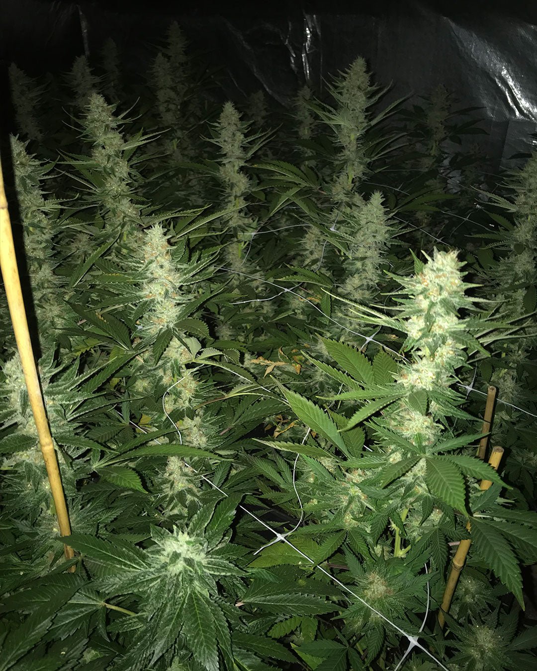 Lavender1 - MirageSeedsSoma SeedsLavender1Cannabissamen