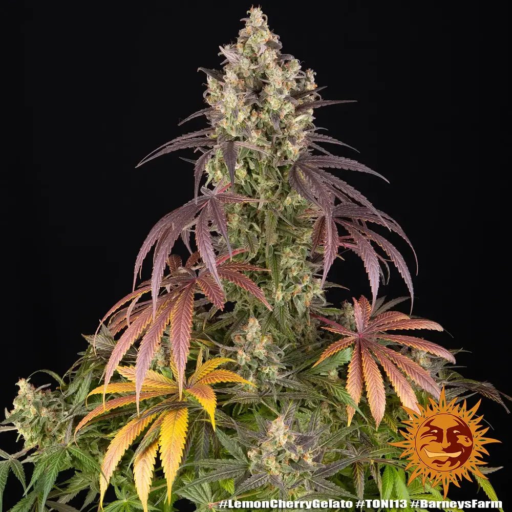 Lemon Cherry Gelato - MirageSeedsBarneys FarmLemon Cherry GelatoCannabissamen