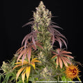 Lemon Cherry Gelato - MirageSeedsBarneys FarmLemon Cherry GelatoCannabissamen