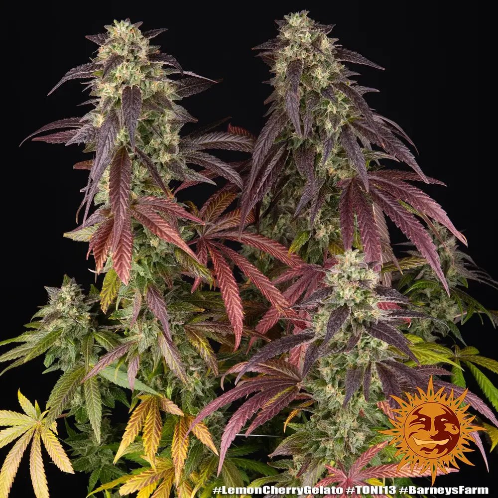 Lemon Cherry Gelato - MirageSeedsBarneys FarmLemon Cherry GelatoCannabissamen