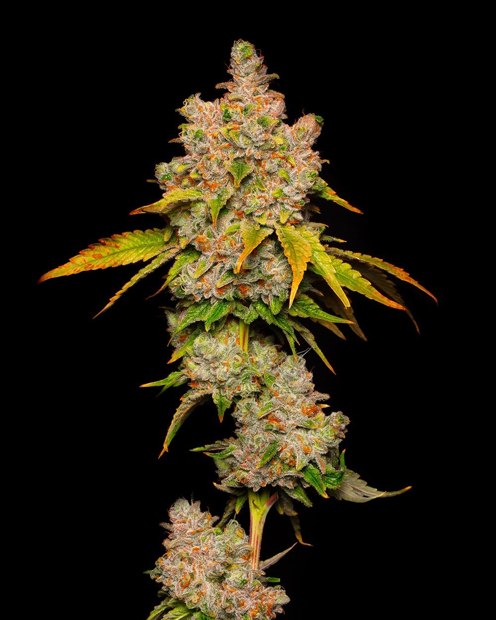 Lemon Cherry Sherb - Cookies - MirageSeedsCookiesLemon Cherry Sherb - CookiesCannabissamen