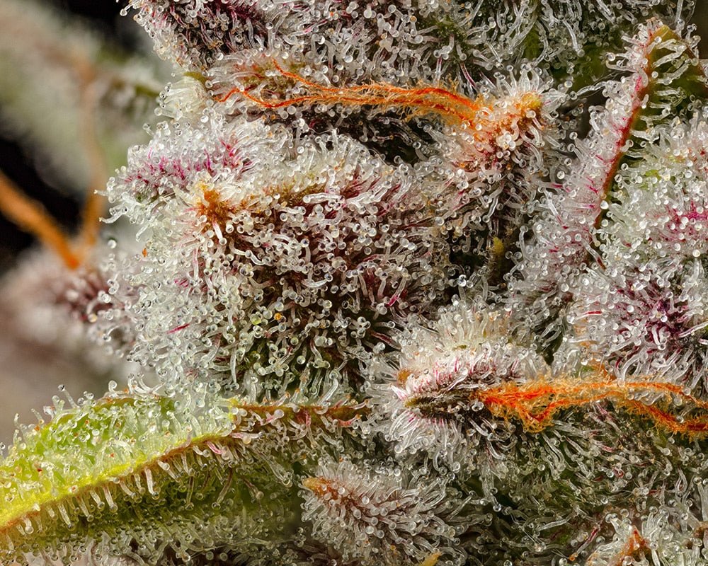 Lemon Cherry Sherb - Cookies - MirageSeedsCookiesLemon Cherry Sherb - CookiesCannabissamen
