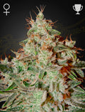 Lemon Skunk - MirageSeedsGreenhouse SeedsLemon SkunkCannabissamen