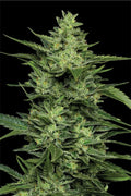 LimeZ - Humboldt Seeds