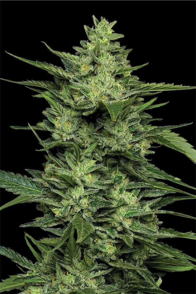 LimeZ - Humboldt Seeds