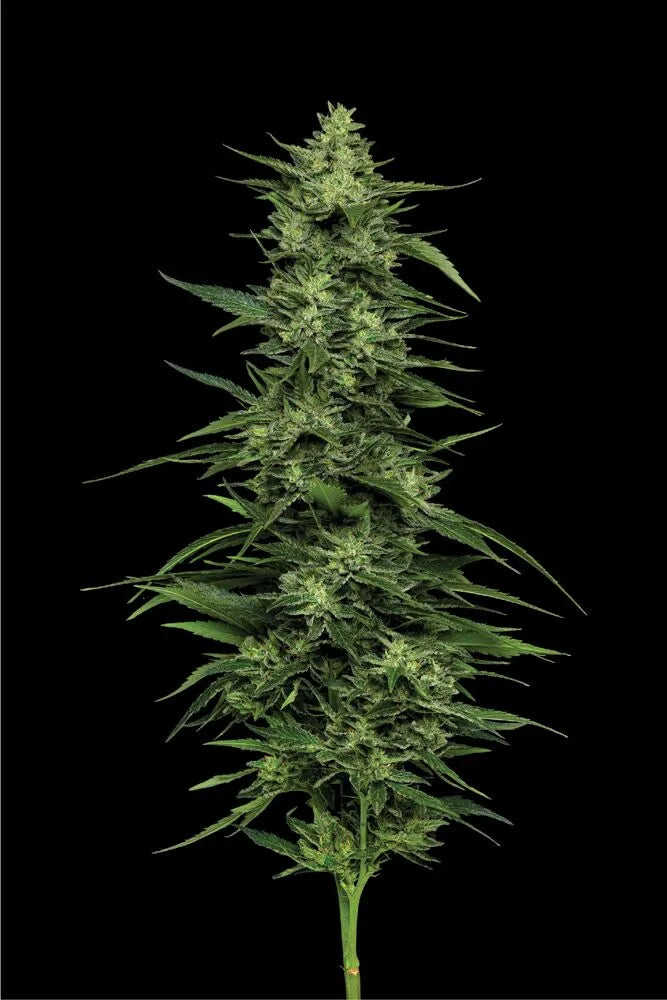 LimeZ - Humboldt Seeds