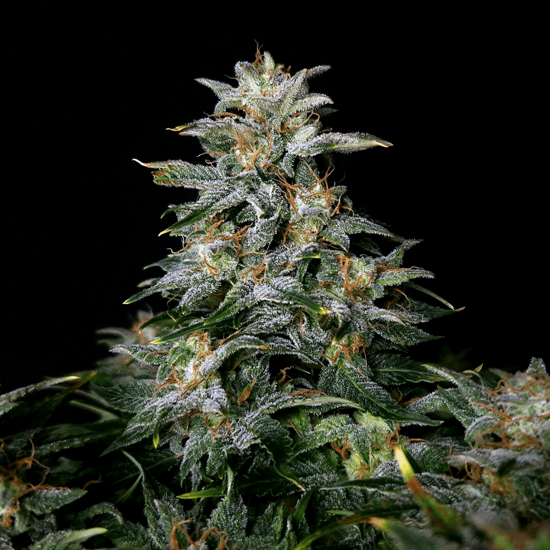 Low Ryder IBL Autoflower - MirageSeedsDoctors ChoiceLow Ryder IBL AutoflowerCannabissamen