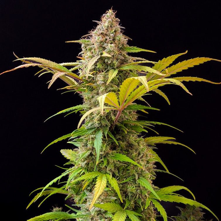 Low Ryder IBL Autoflower - MirageSeedsDoctors ChoiceLow Ryder IBL AutoflowerCannabissamen