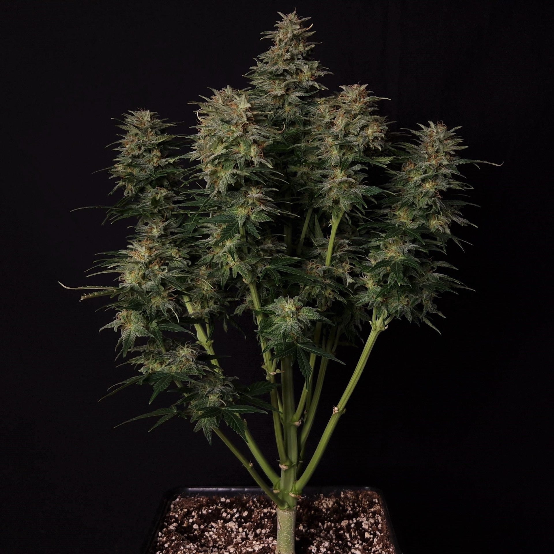Low Ryder IBL Autoflower - MirageSeedsDoctors ChoiceLow Ryder IBL AutoflowerCannabissamen