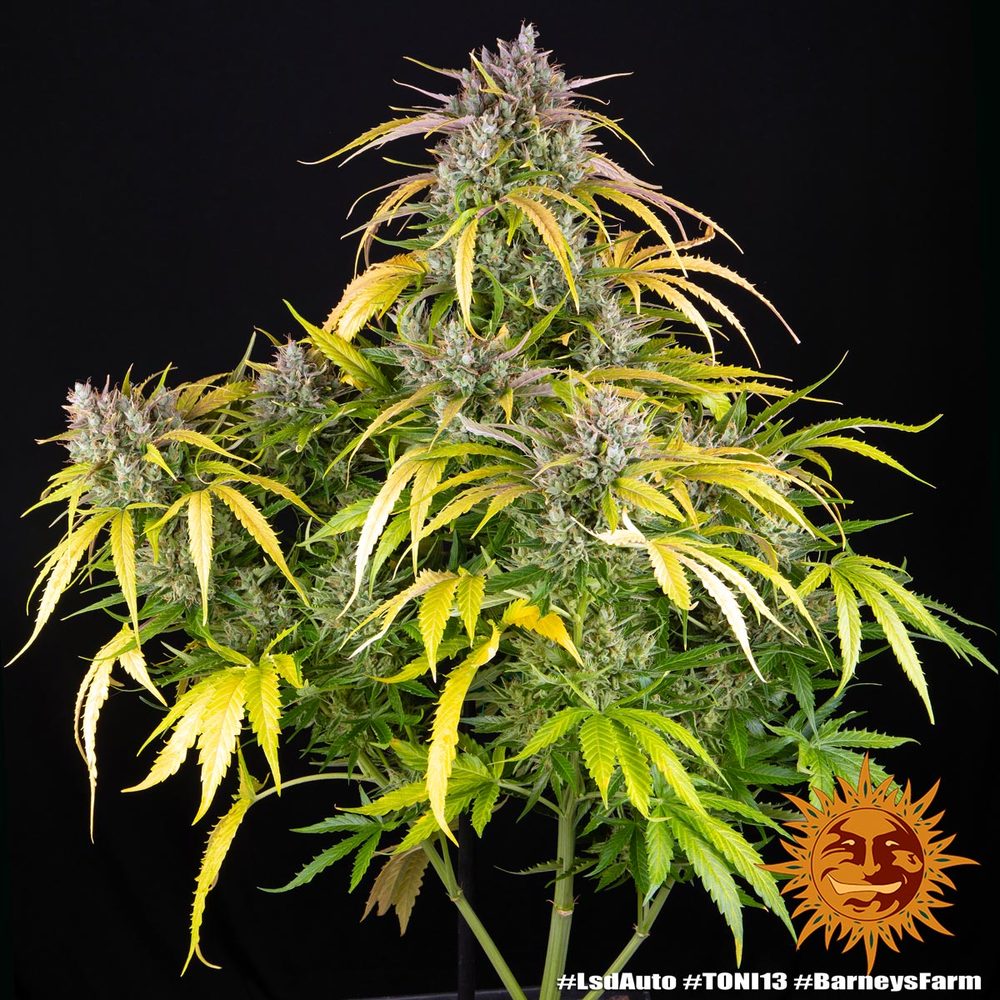 LSD Auto - Barneys Farm