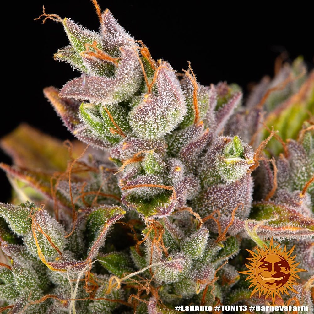 LSD Auto - Barneys Farm