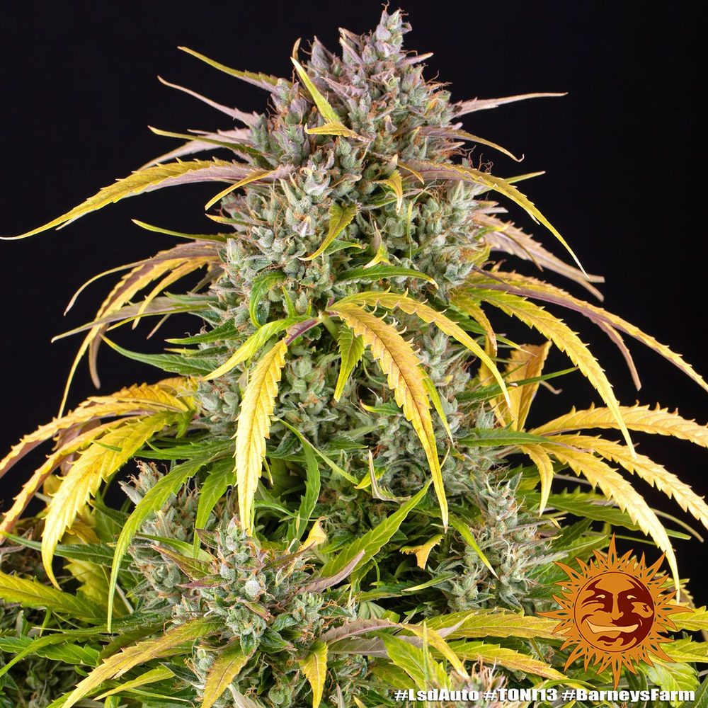LSD Auto - Barneys Farm