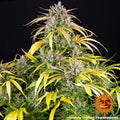 LSD Auto - Barneys Farm