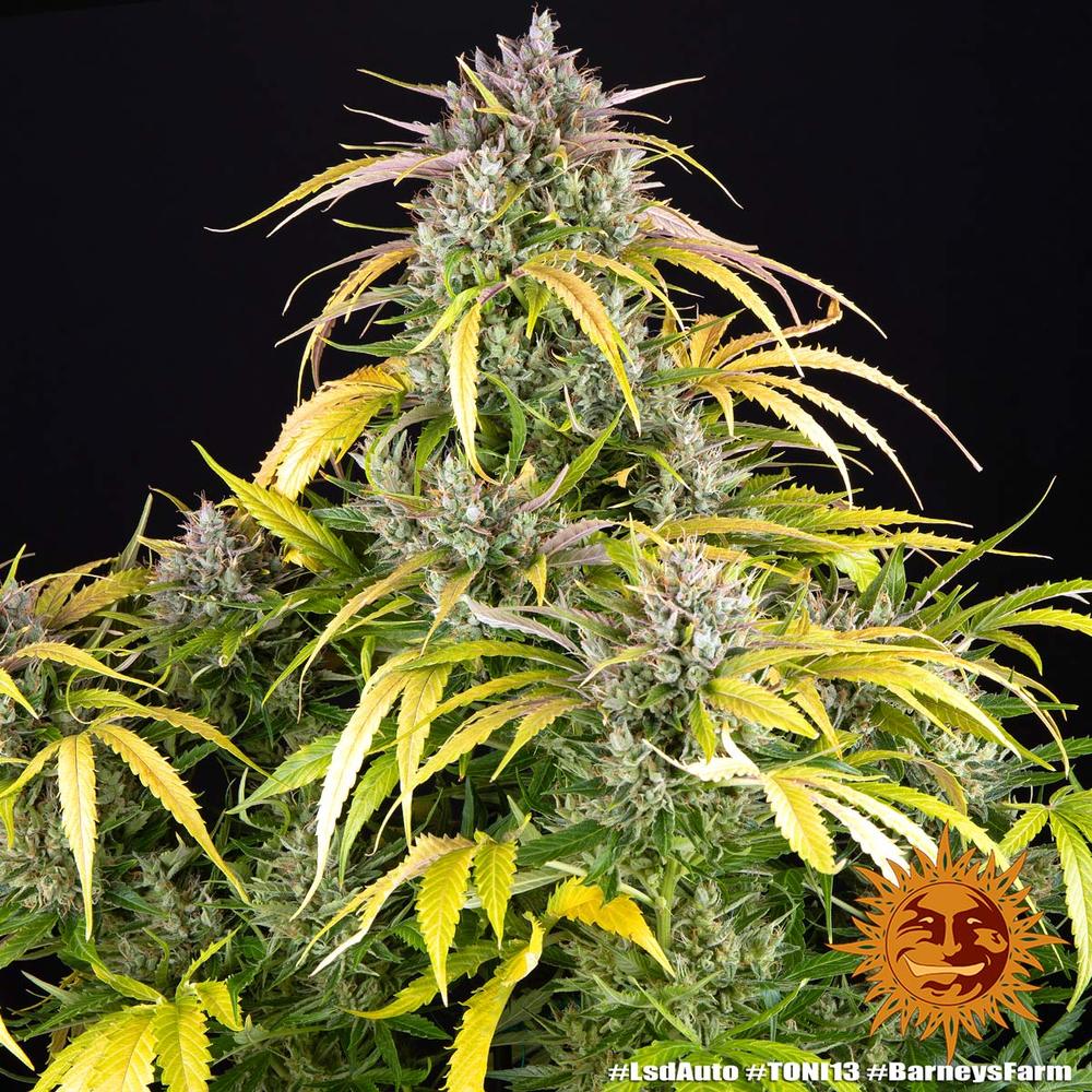 LSD Auto - Barneys Farm