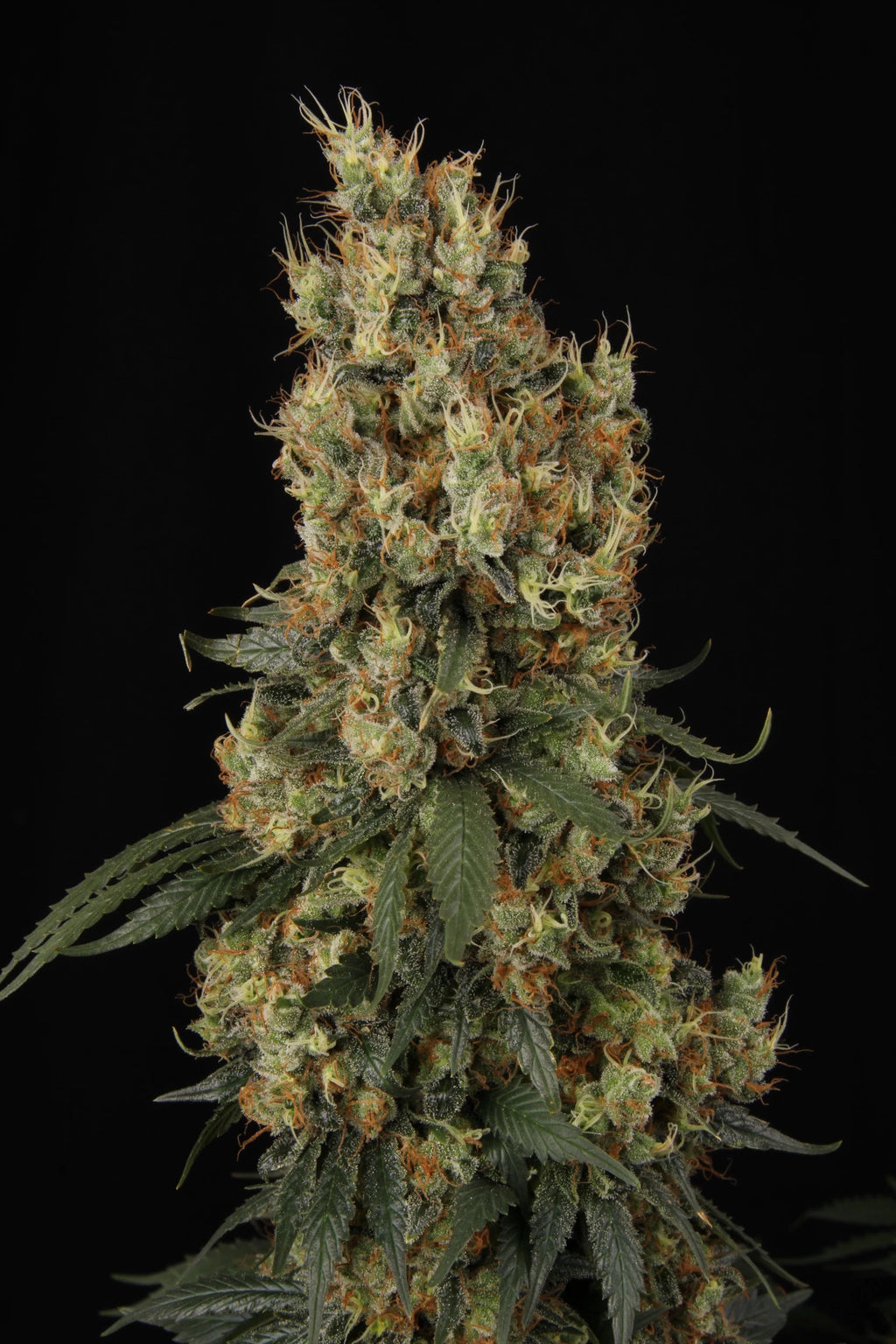 Mendocino Skunk - MirageSeedsParadise SeedsMendocino SkunkCannabissamen