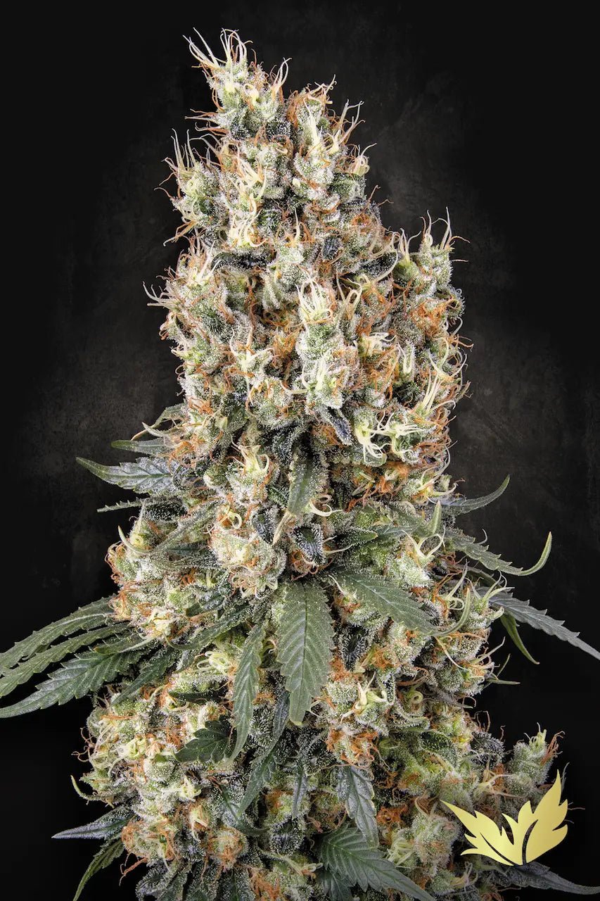 Mendocino Skunk - MirageSeedsParadise SeedsMendocino SkunkCannabissamen