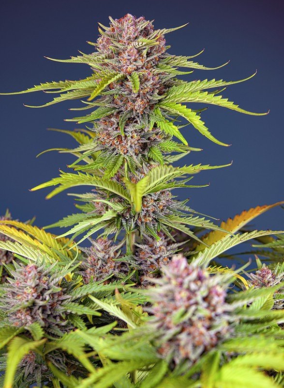 Mimosa Bruce Banner XL Auto - MirageSeedsSweet SeedsMimosa Bruce Banner XL AutoCannabissamen