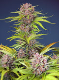 Mimosa Bruce Banner XL Auto - MirageSeedsSweet SeedsMimosa Bruce Banner XL AutoCannabissamen