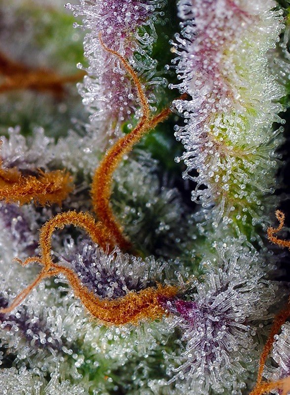 Mimosa Bruce Banner XL Auto - MirageSeedsSweet SeedsMimosa Bruce Banner XL AutoCannabissamen