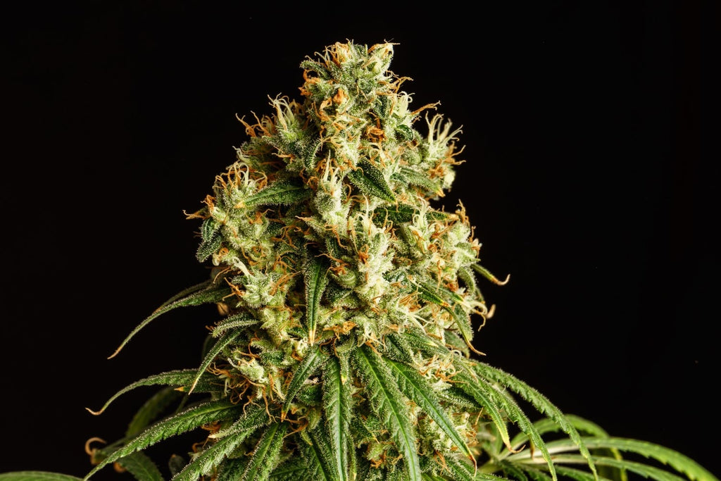 Mimosa Dream - MirageSeedsKannabiaMimosa DreamCannabissamen