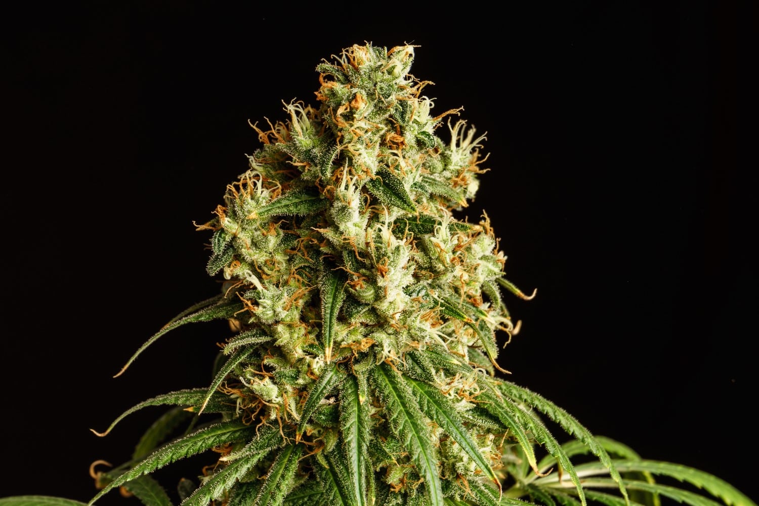 Mimosa Dream - MirageSeedsKannabiaMimosa DreamCannabissamen