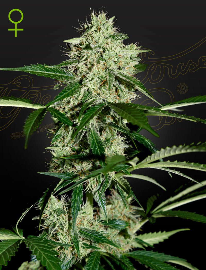 Northern Lights Auto - MirageSeedsGreenhouse SeedsNorthern Lights AutoCannabissamen