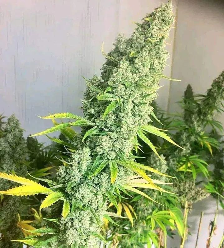 Original Oreoz - MirageSeedsGrowers ChoiceOriginal OreozCannabissamen