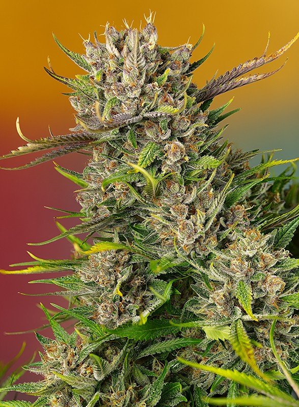 Papaya Zoap Auto - MirageSeedsSweet SeedsPapaya Zoap AutoCannabissamen