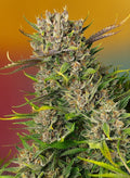 Papaya Zoap Auto - MirageSeedsSweet SeedsPapaya Zoap AutoCannabissamen