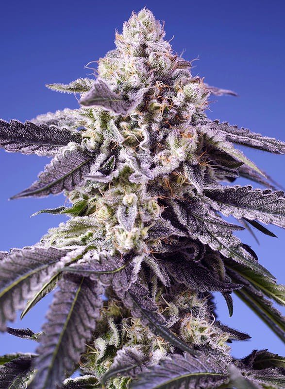 Permanent Jealousy XL Auto - MirageSeedsSweet SeedsPermanent Jealousy XL AutoCannabissamen