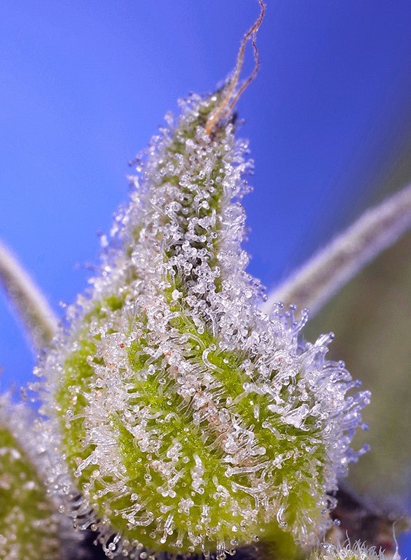 Permanent Jealousy XL Auto - MirageSeedsSweet SeedsPermanent Jealousy XL AutoCannabissamen